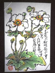 秋明菊
