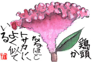 鶏頭か　なるほどトサカによく似ている