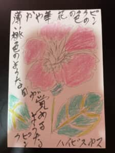 ピンクの色ハイビスカス，華やか