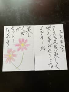 美しくがモットーなんです コスモスは美しく咲くのがモットー