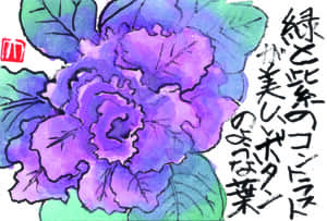 緑と紫のコントラストが美しい葉