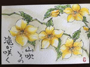 山吹