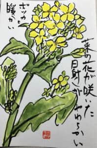 菜の花