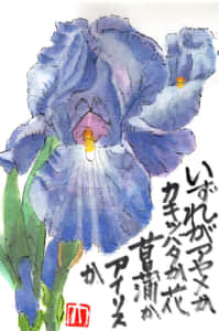 いずれがアヤメかカキツバタか花菖蒲かアイリスか