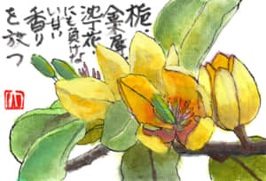 「梔（くちなし）、金木犀、沈丁花にも負けない甘い香りを放つ」（カラタネオガタマ）