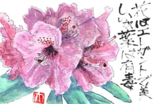 花はエレガントで美しいが葉は有毒