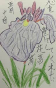 心を豊かしてくれた花菖蒲
