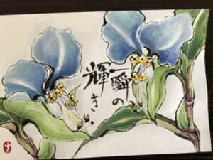 露草