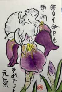 あやめ