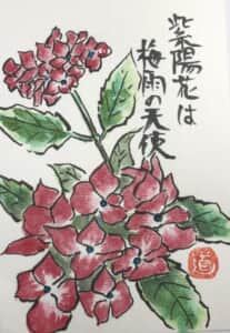 紫陽花