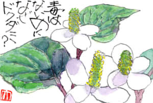 毒はないのになぜドクダミ？