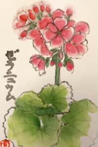 27 ゼラニューム