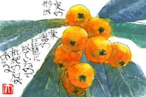 実の形が楽器の琵琶に似ているので枇杷の名がある