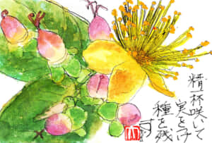 精一杯咲いて実をつけて種を残す