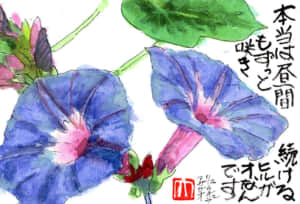 本当は昼間もずっと咲き続けるヒルガオなんです