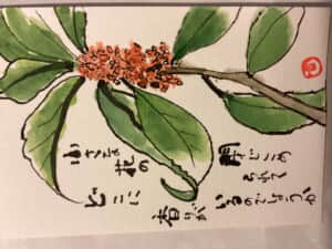 金木犀咲いたよ