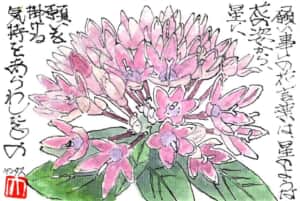 “願い事”の花言葉は、星のような花の姿から星に願いを掛ける気持ちを表したもの