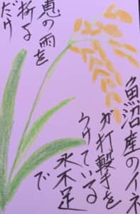 魚沼産の稲が打撃を受けている