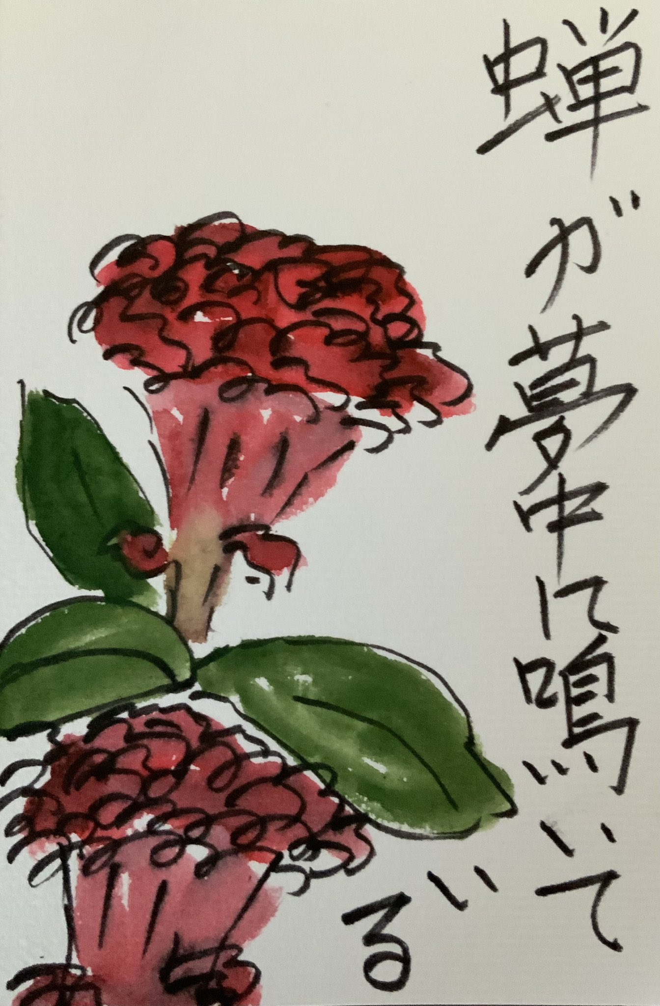 蝉が夢中に咲いている 〜鶏頭の花の絵手紙〜