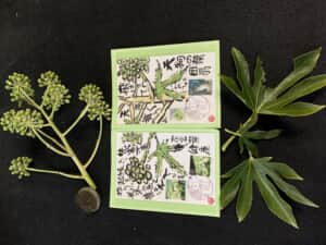 縁起物のヤツデ