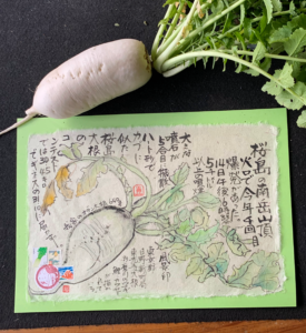 桜島大根は世界一