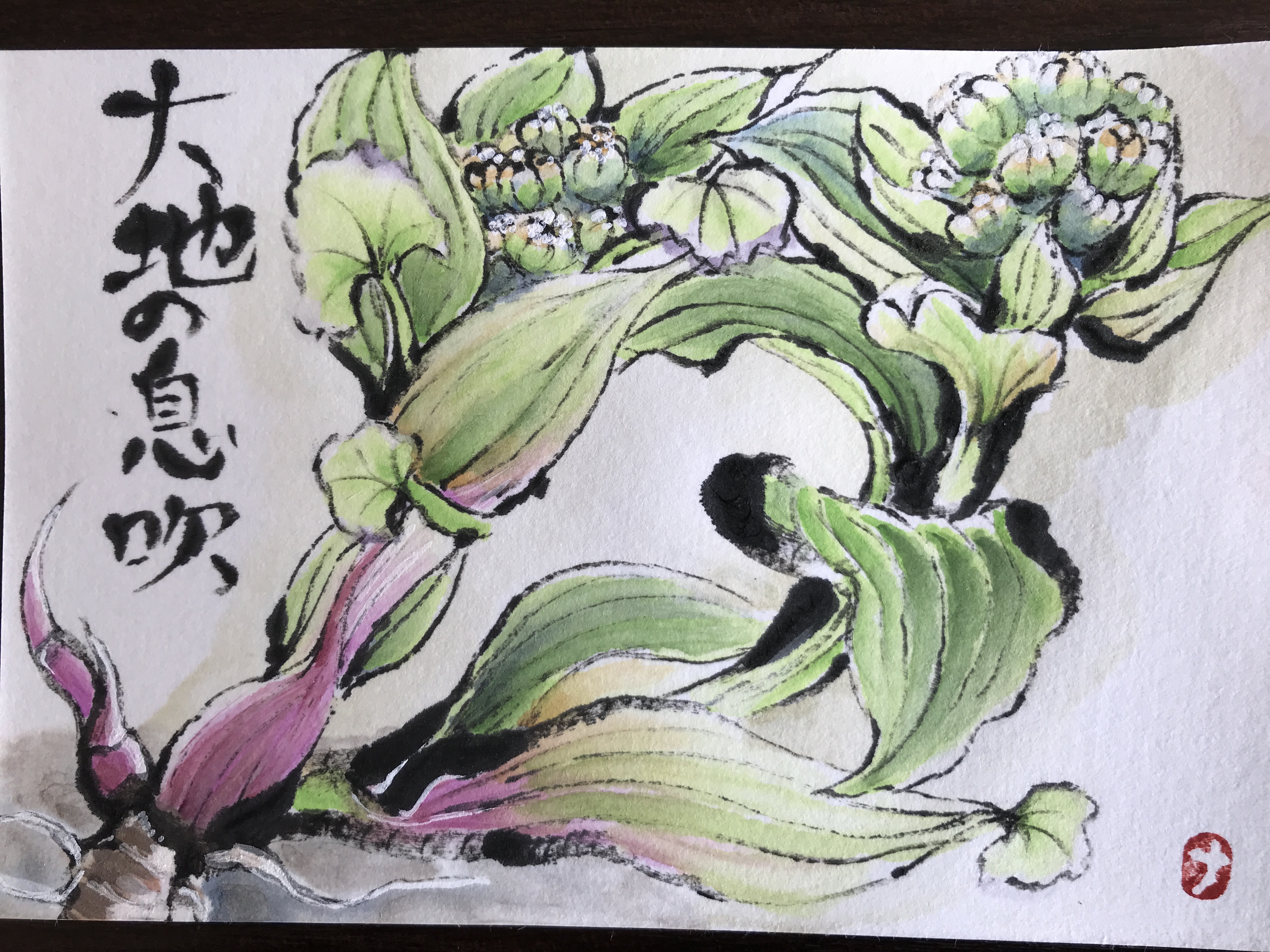 蕗の薹