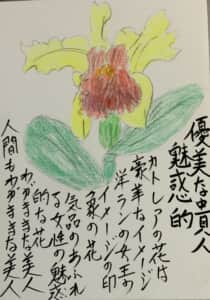 優美な貴婦人。魅力的。カトレアの花は豪華なイメージ洋ランの女王のイメージの印象の花。