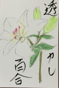 透かし百合 草月流教室の今日の花，