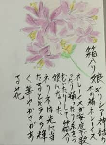 ネリネは光に当たるとキラキラ輝く華やかさがある花