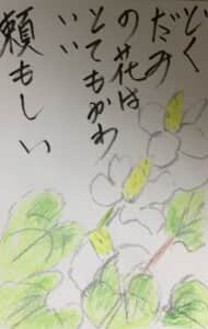 どくだみの花はとてもかわいい頼もしい