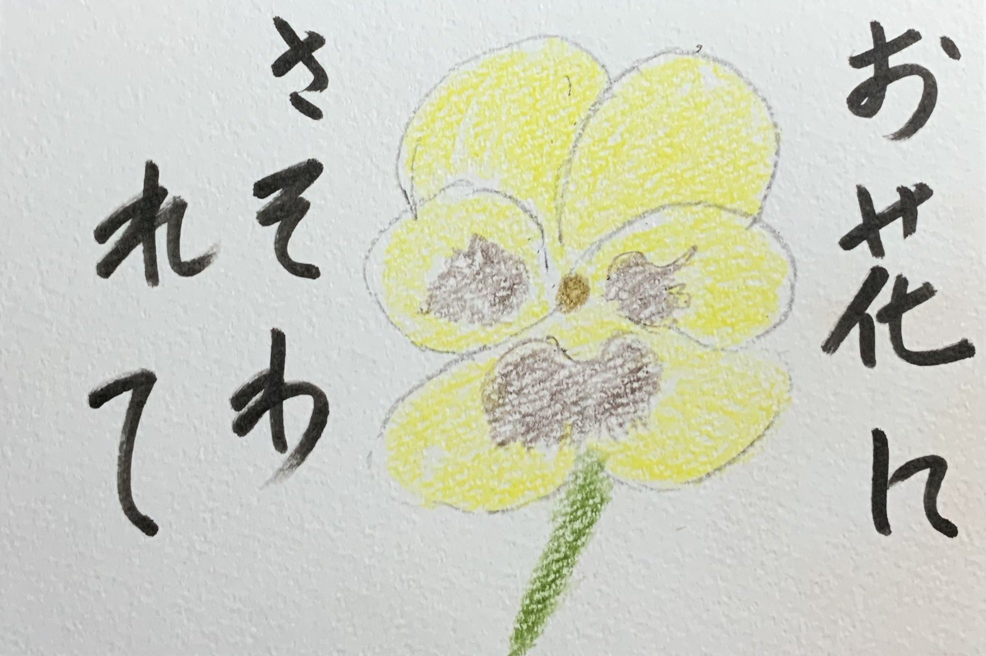 パンジーの花に誘われて