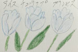 この時期アイスチューリップは綺麗