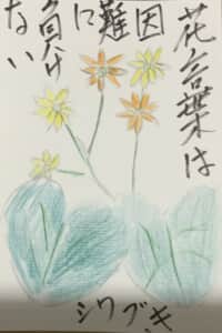 花言葉は困難に負けない ツワブキ