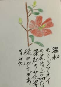 温和，モミジアオイの花は上品な深紅の花姿穏やかさがある花