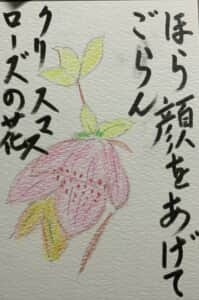 クリスマスローズ ほら顔をあげてごらんクリスマスローズの花