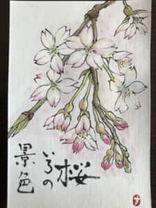 枝垂れ桜