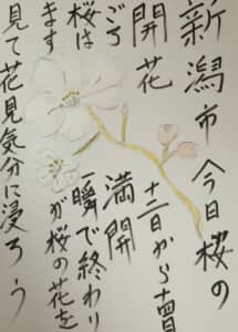 新潟市今日桜開花