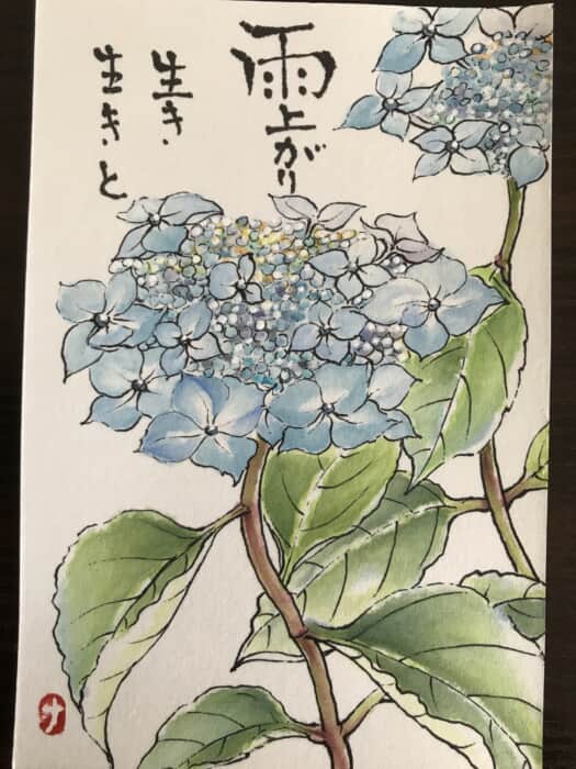 山紫陽花