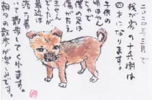 我が家のわんこ