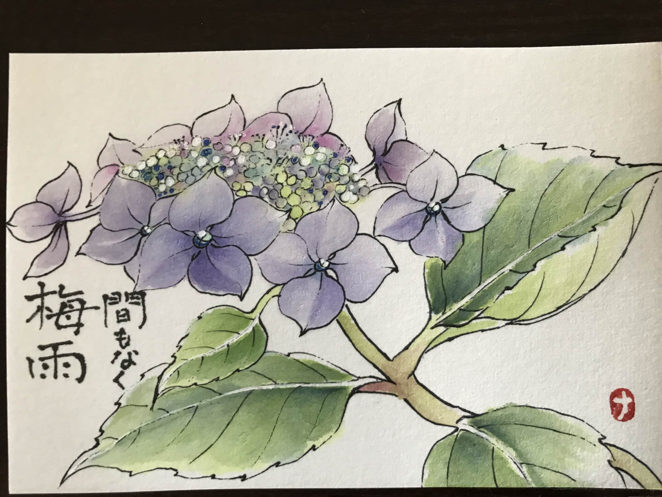 山紫陽花