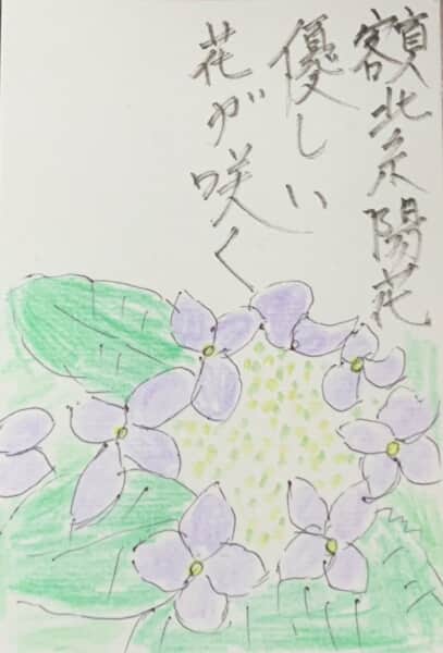 額紫陽花優しい花が咲く