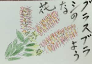 グラスブラシのような花