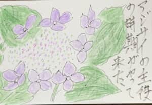 紫陽花の主役の時期がやって来た