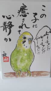 セキセイインコ