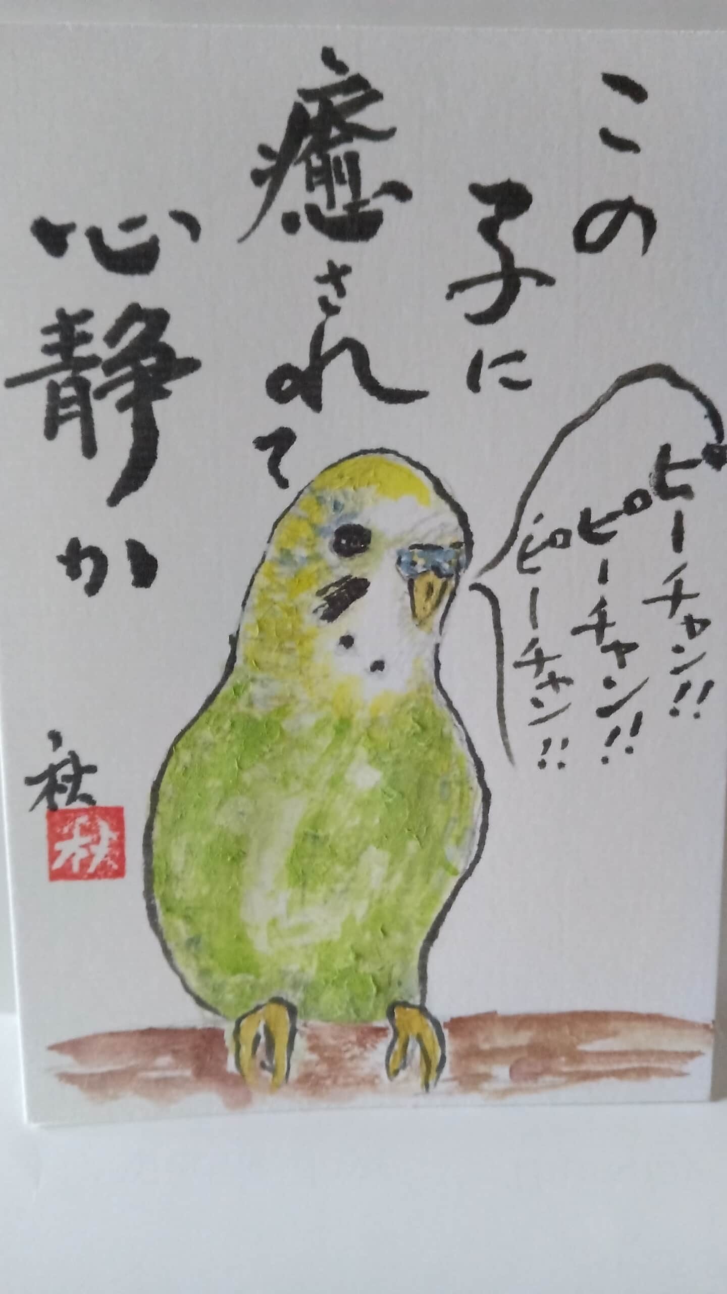 セキセイインコ