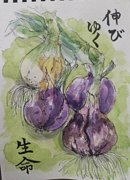 新玉ねぎありがとう～*