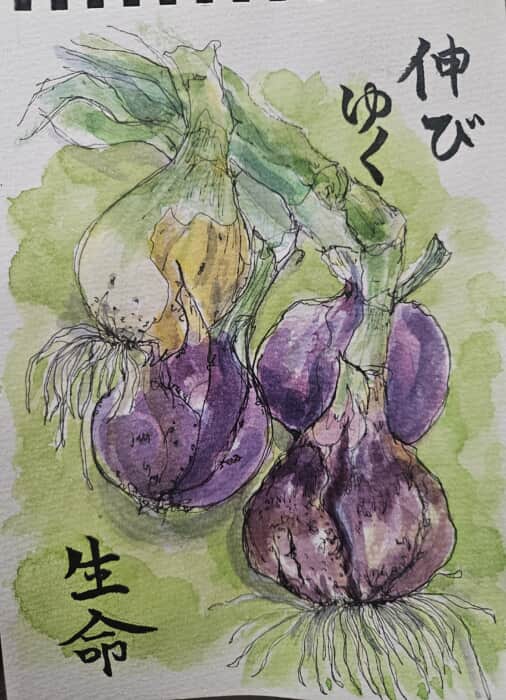新玉ねぎありがとう～*