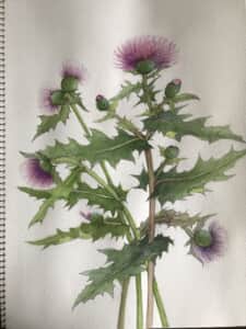 薊