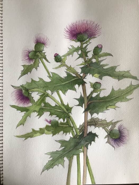 薊