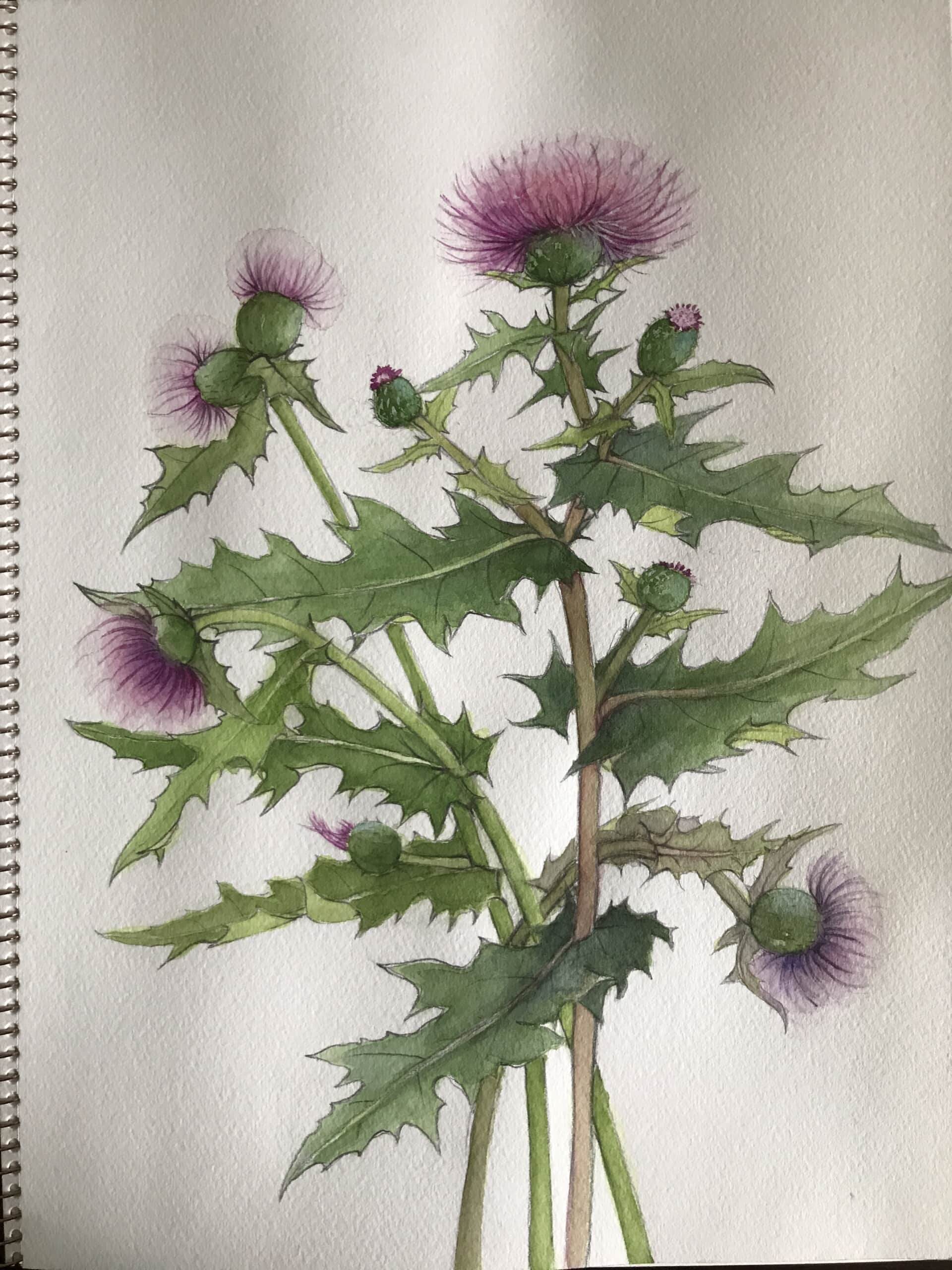 薊
